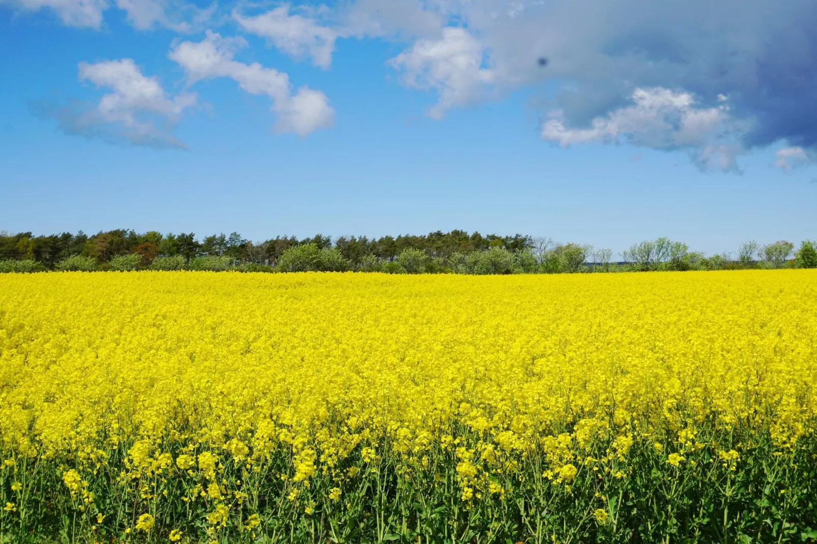 4 sterren vakantie huis in Gotlands Tofta - Niet-getagd