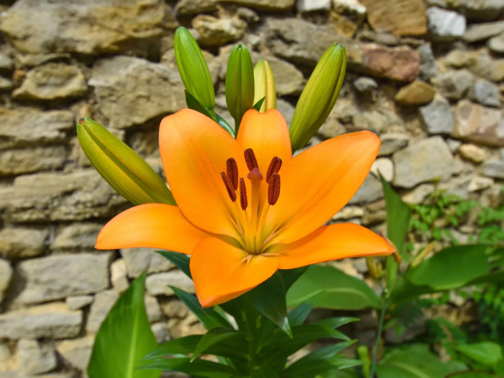 Charmantes Natursteinhaus mit Pool