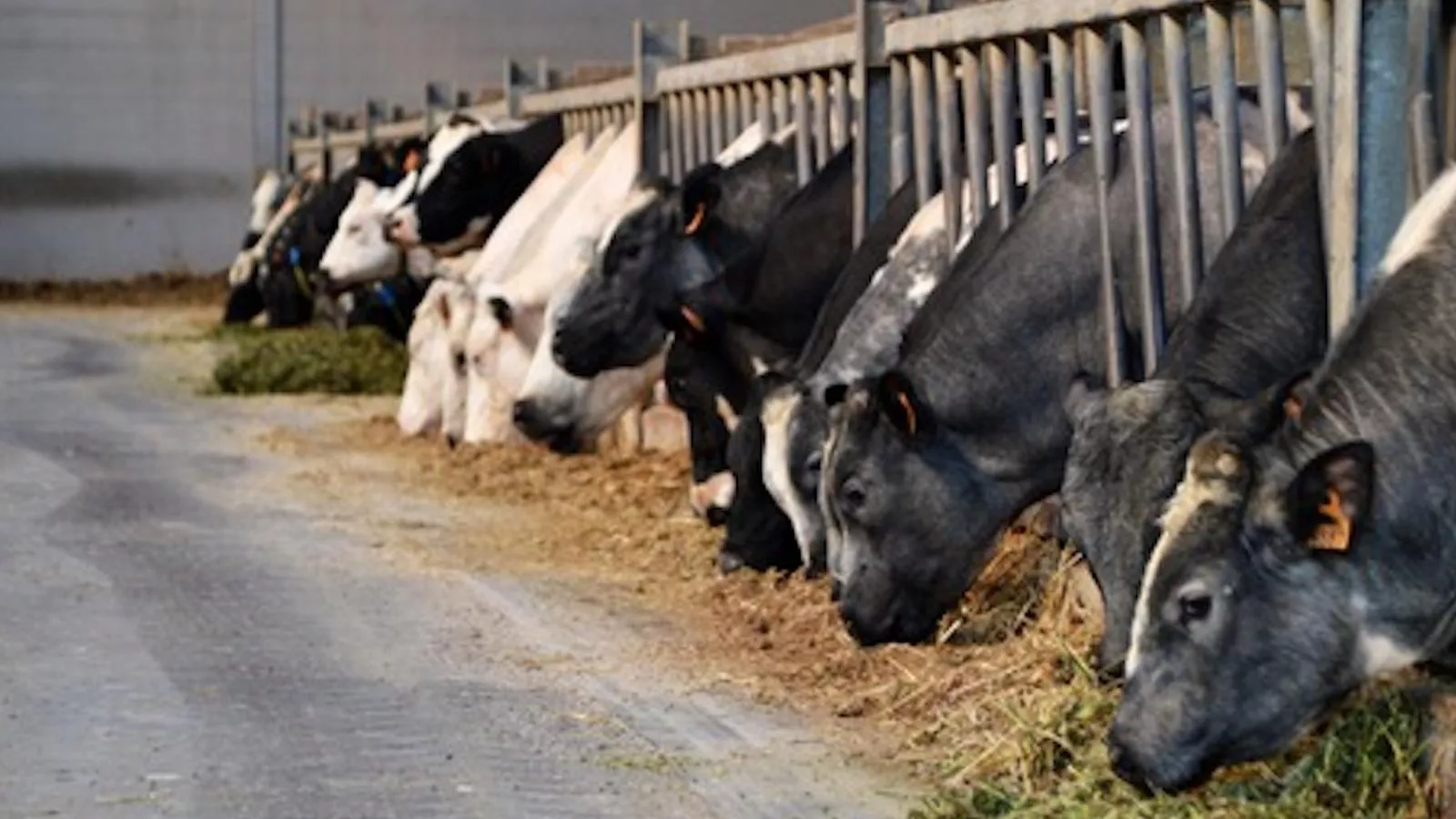 Rozenberghoeve - Gebieden zomer 1km