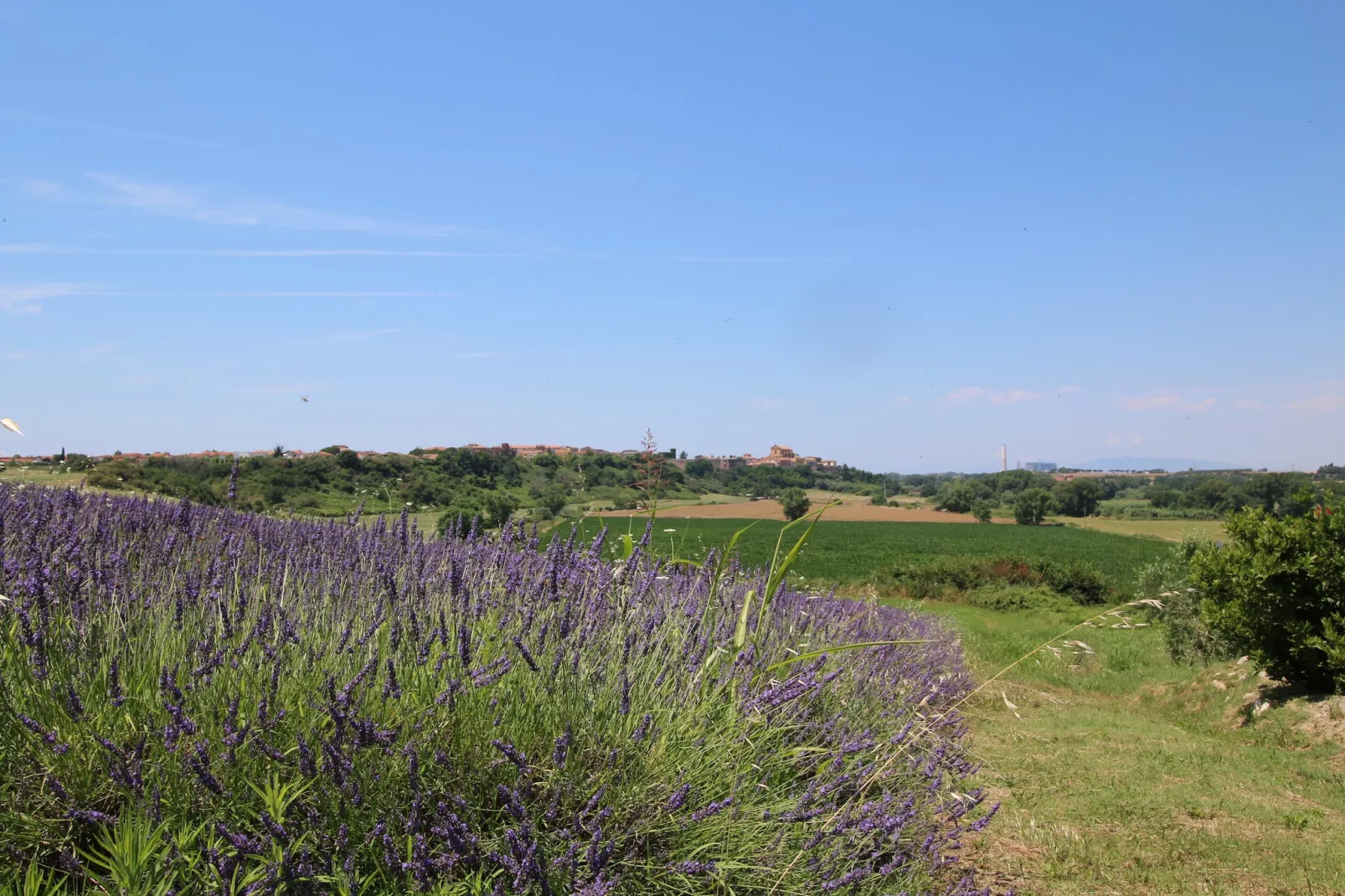 Lavanda - Tuinen zomer