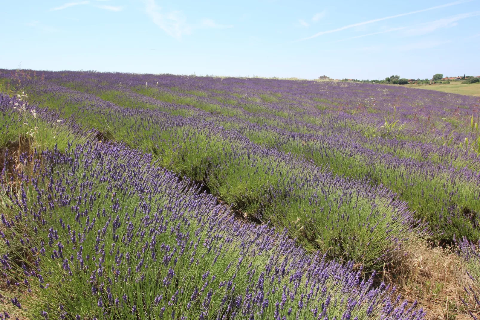 Lavanda - Tuinen zomer
