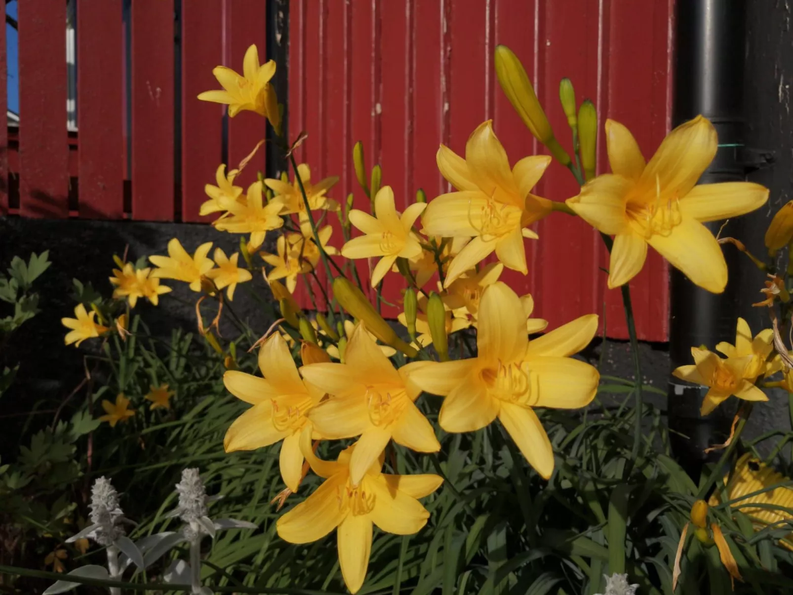 Buntes Schwedenhaus Lillebror - Buiten