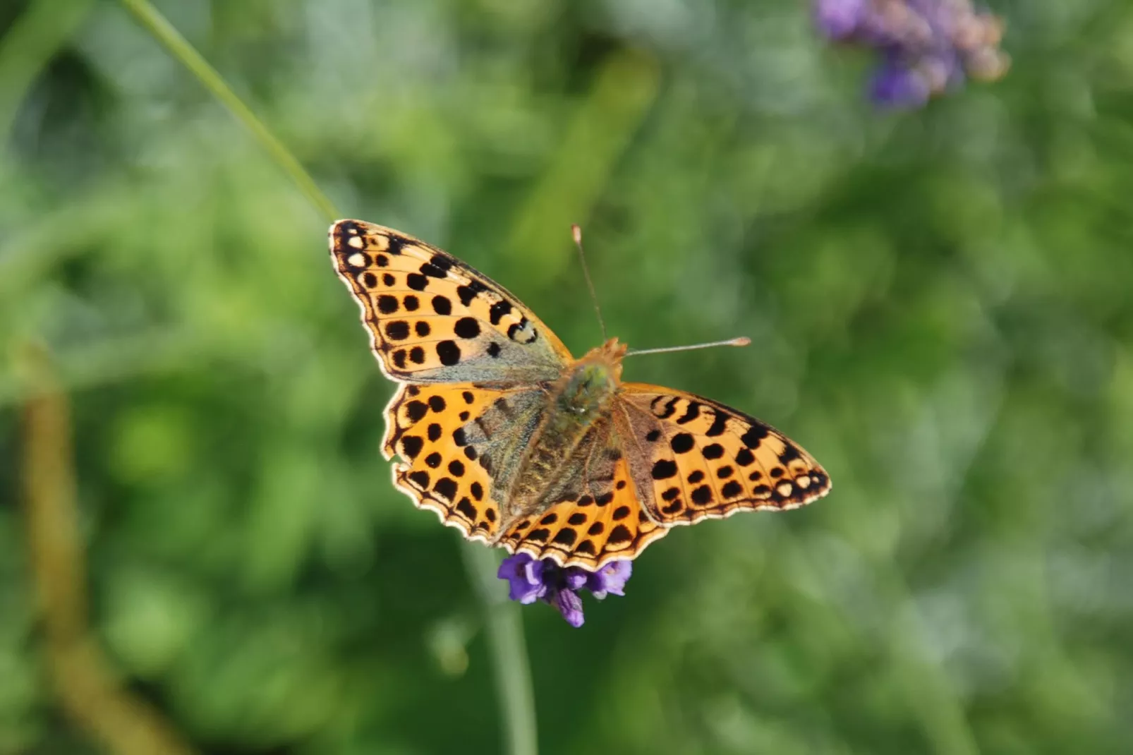 Mobilheim mit 2 Schlafzimmern bis 4 Personen - Gebieden zomer 1km