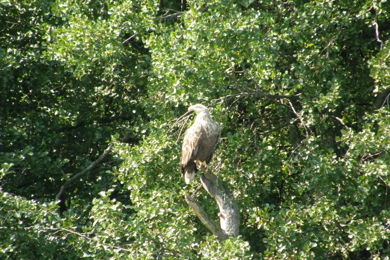 Mobilheim mit 2 Schlafzimmern bis 4 Personen - Gebieden zomer 1km