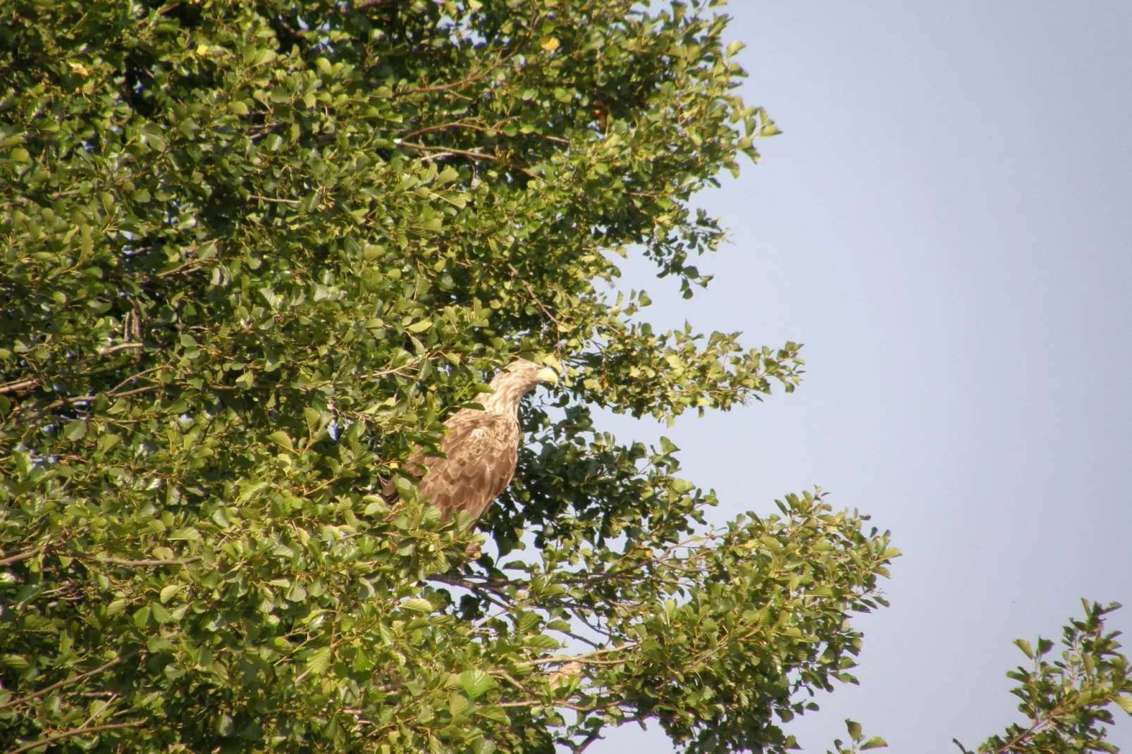 Mobilheim mit 2 Schlafzimmern bis 4 Personen - Gebieden zomer 1km