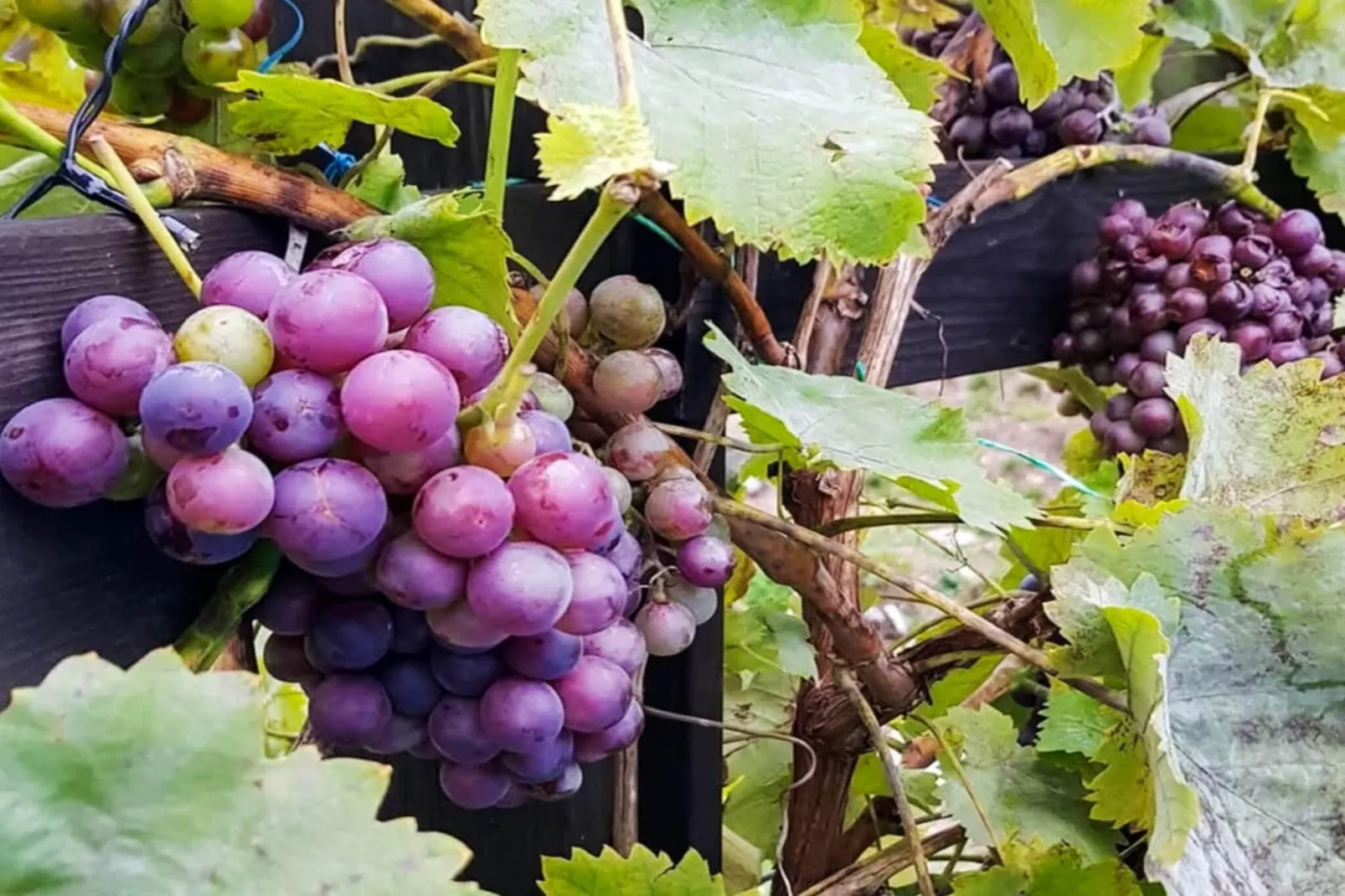 4 Personen vakantie huis in INGARÖ