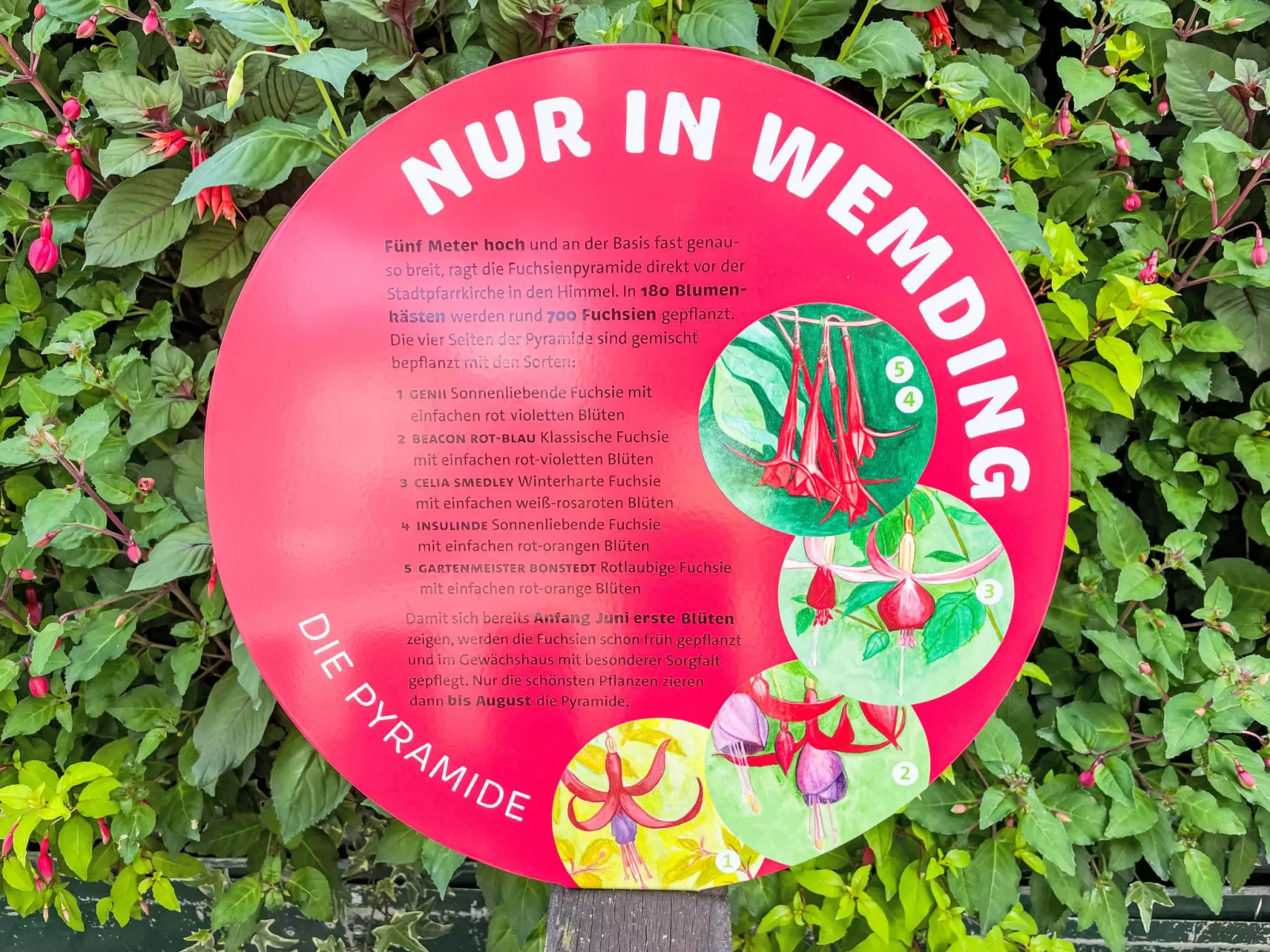 Tiny Haus See-Koje - Omgeving