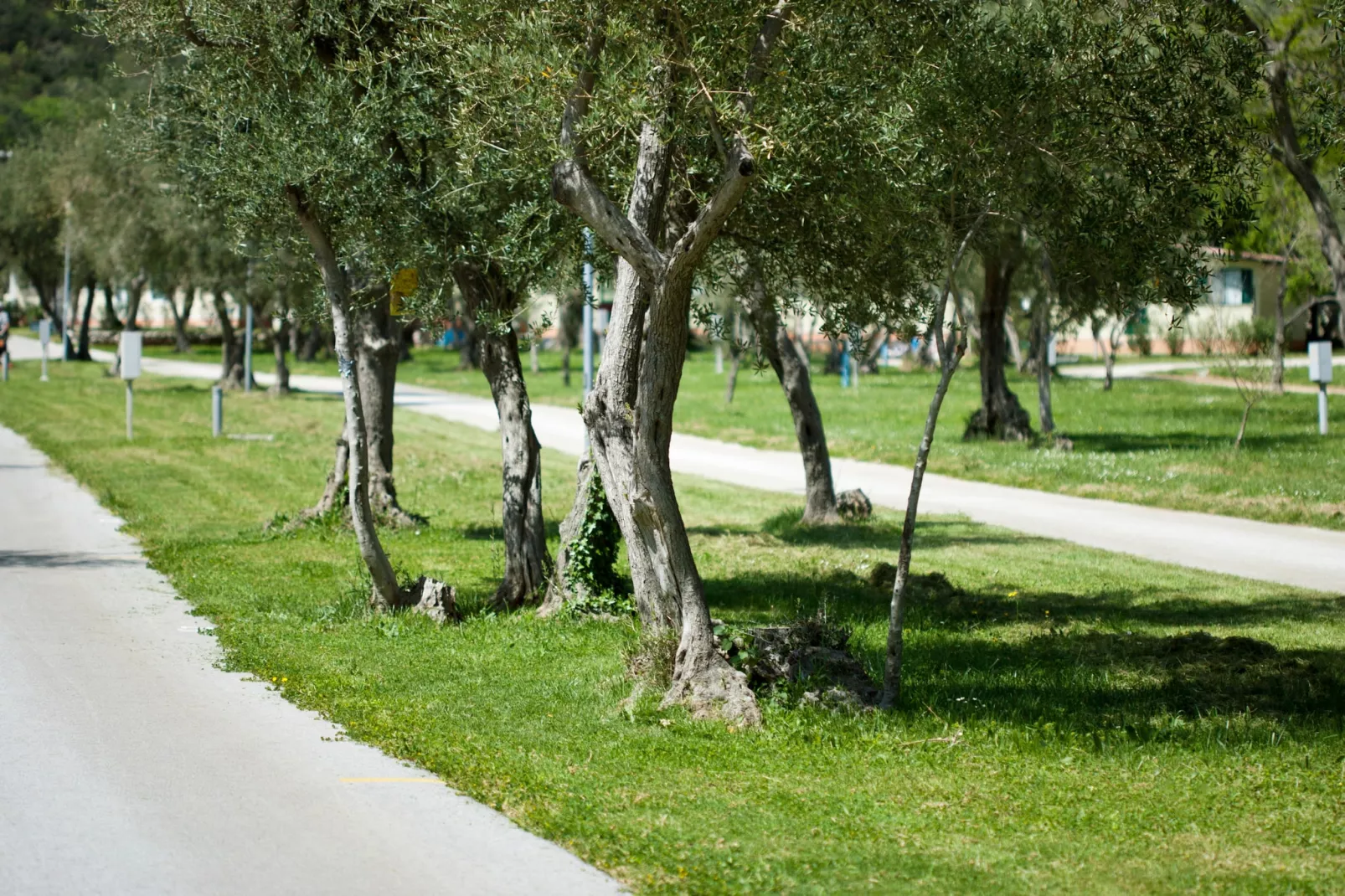 Camping Oliva / PREMIUM mobile home 4 persons PRE4 - Tuinen zomer