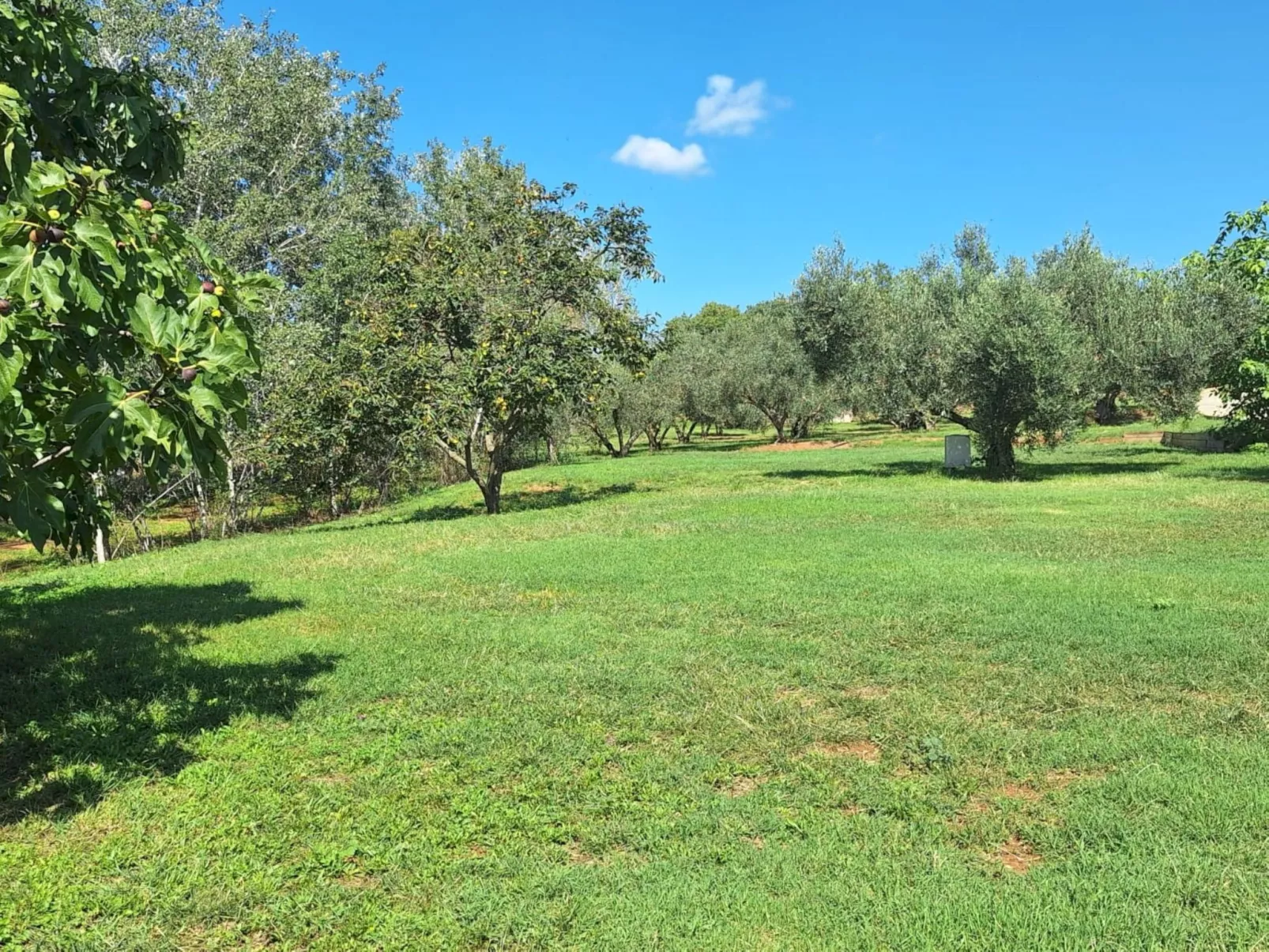 Finca el Olivar - Buiten