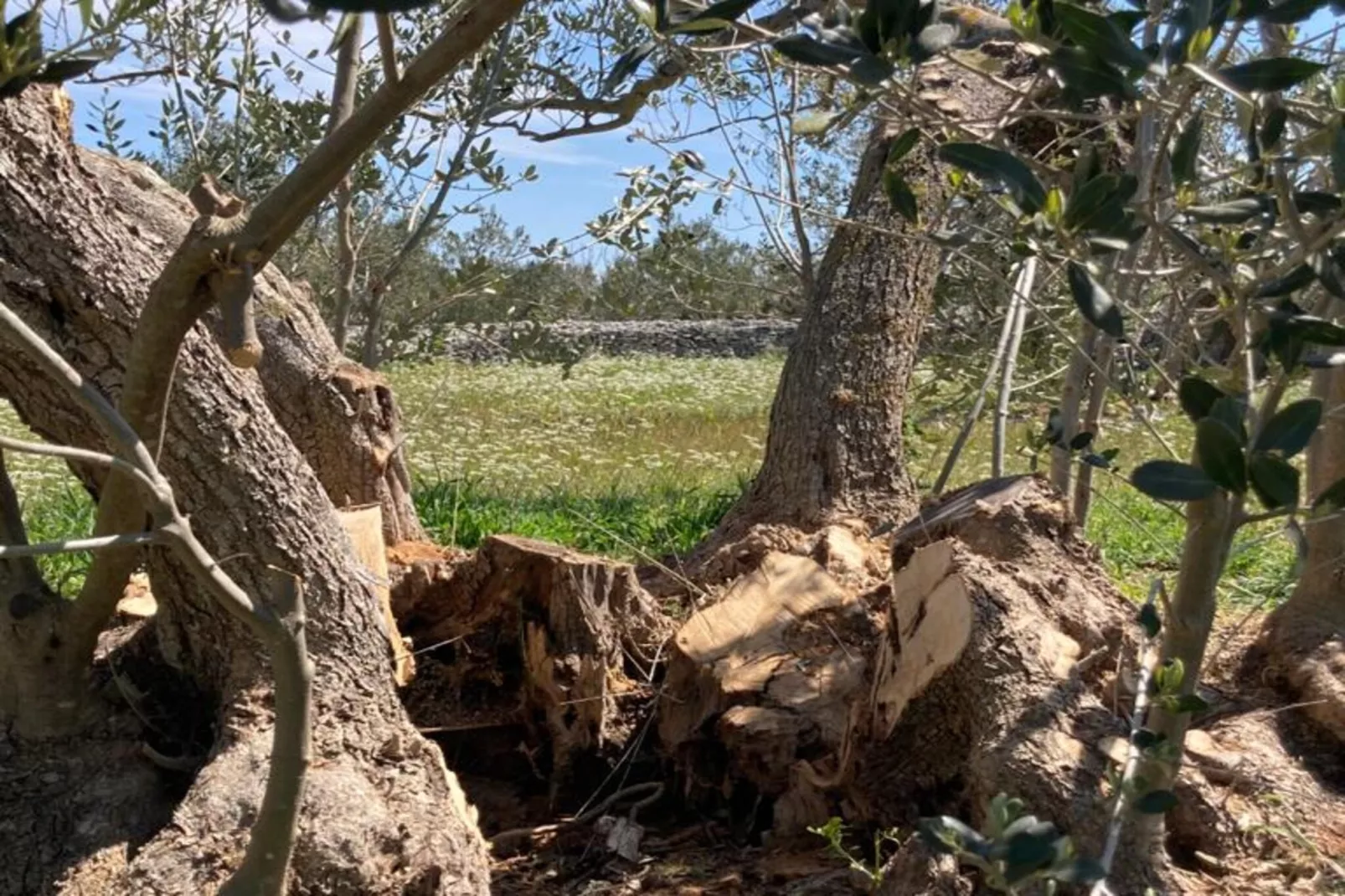 Adriatic Heritage Glamping No 1 - Gebieden zomer 5km