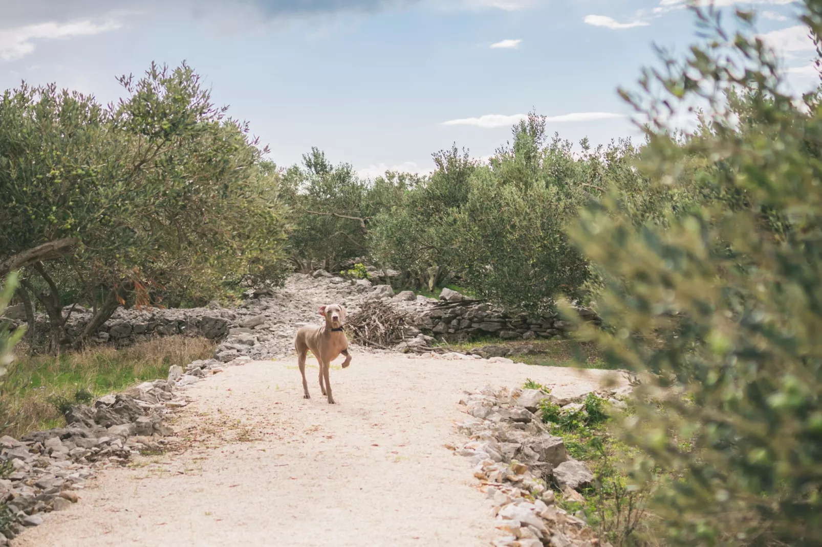 Adriatic Heritage Glamping No 1 - Gebieden zomer 5km