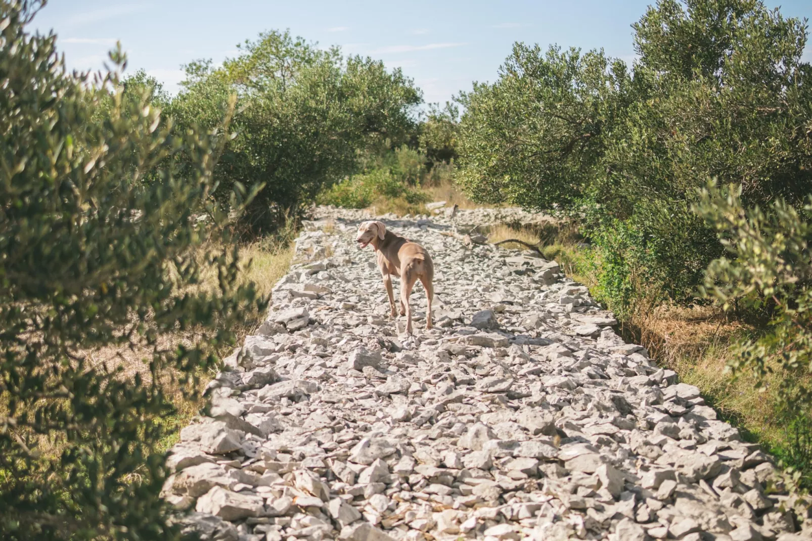 Adriatic Heritage Glamping No 1 - Gebieden zomer 5km