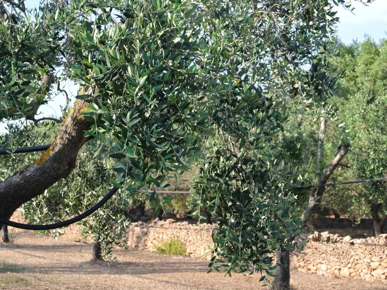 Villetti Trullissimo - Image-tags.info