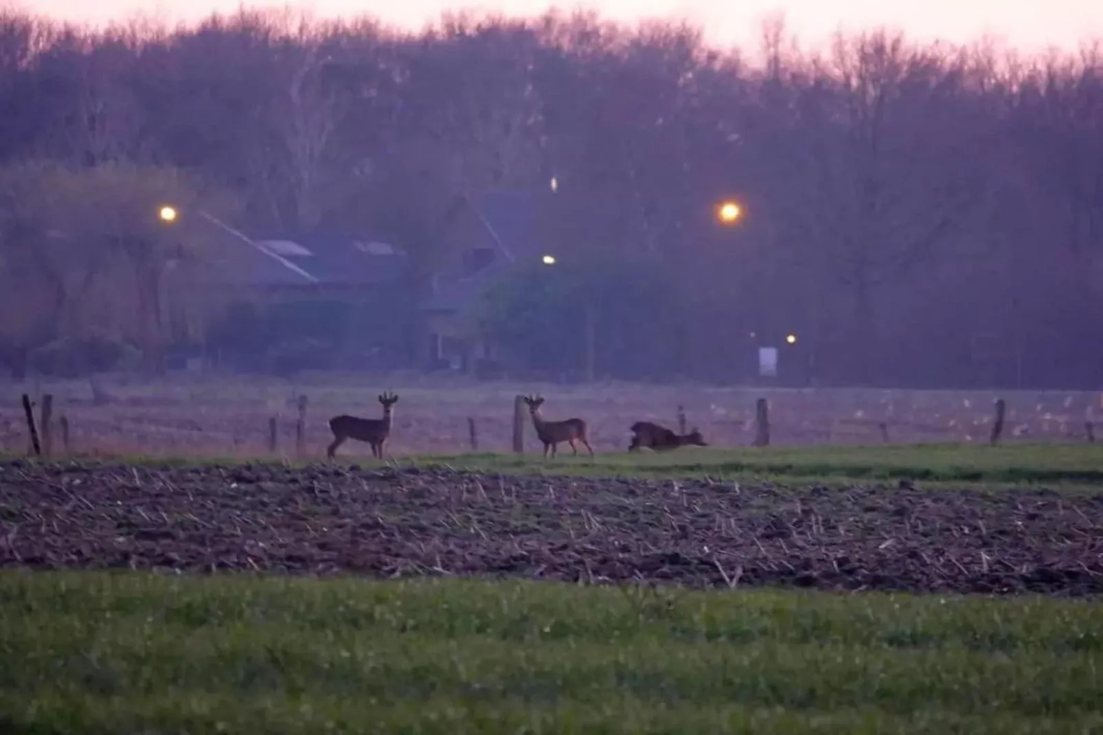 6 - Person Forest Pet & Family Bungalow - Gebieden zomer 5km