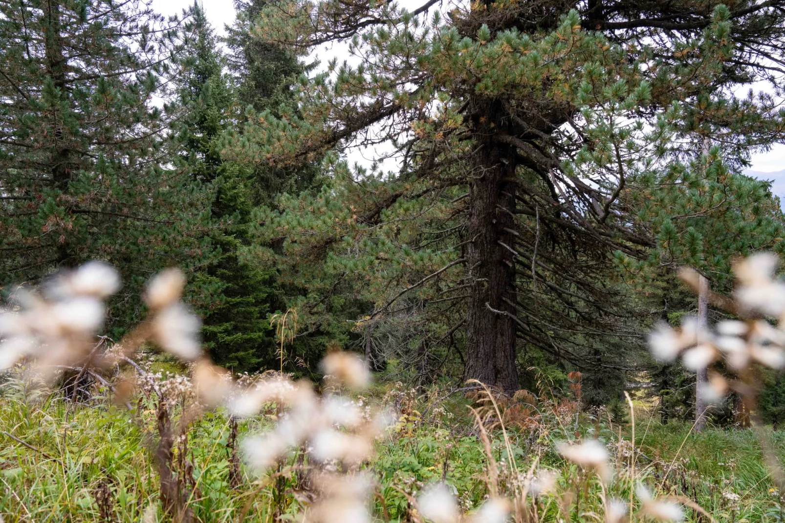 Naturchalets Turracher Höhe 32 - Buitenlucht