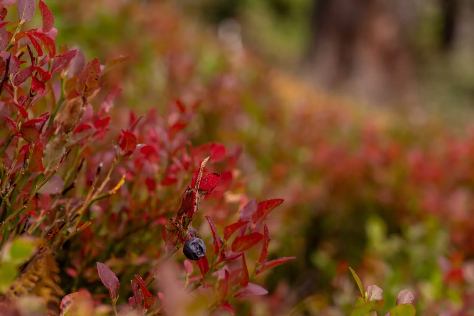 Naturchalets Turracher Höhe 32 - Buitenlucht