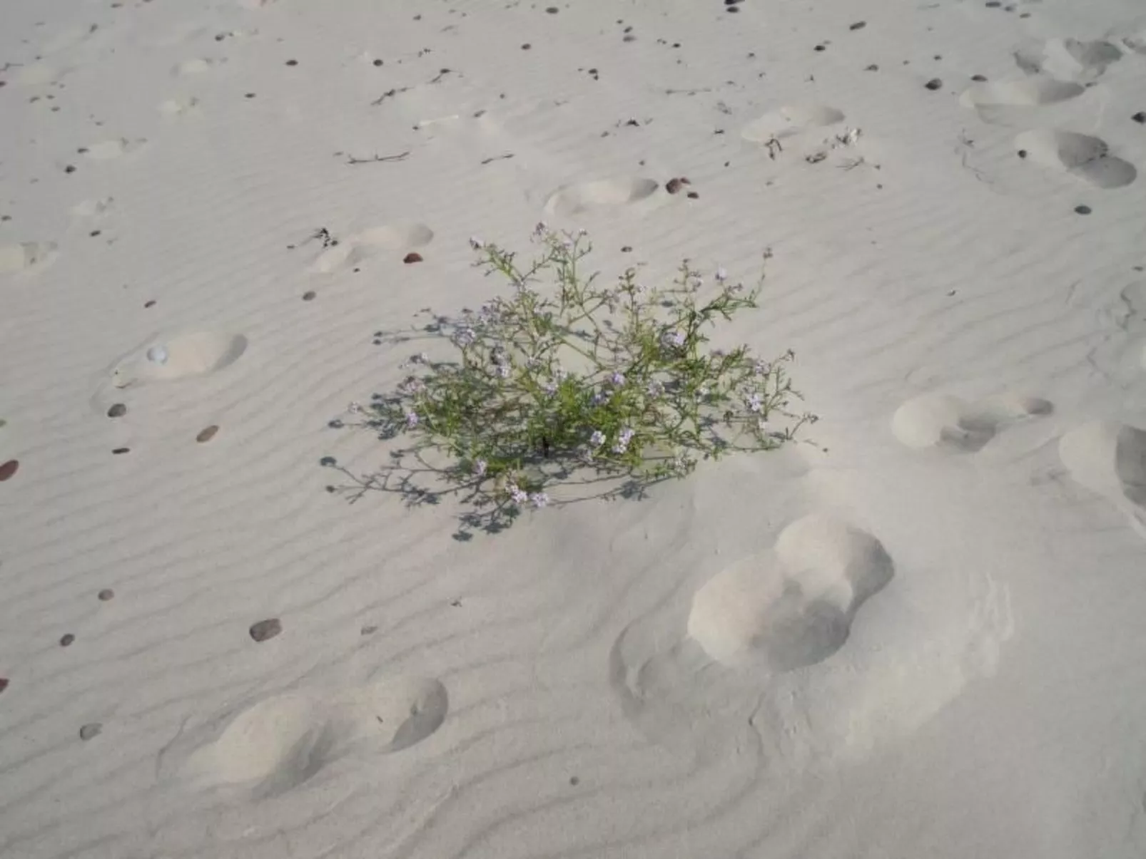 Charmantes Appartement in Rowy mit Grill, Garten - Image-tags.info