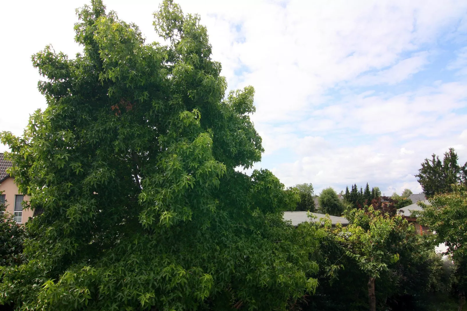 Fewo Amber 3 P - Uitzicht zomer