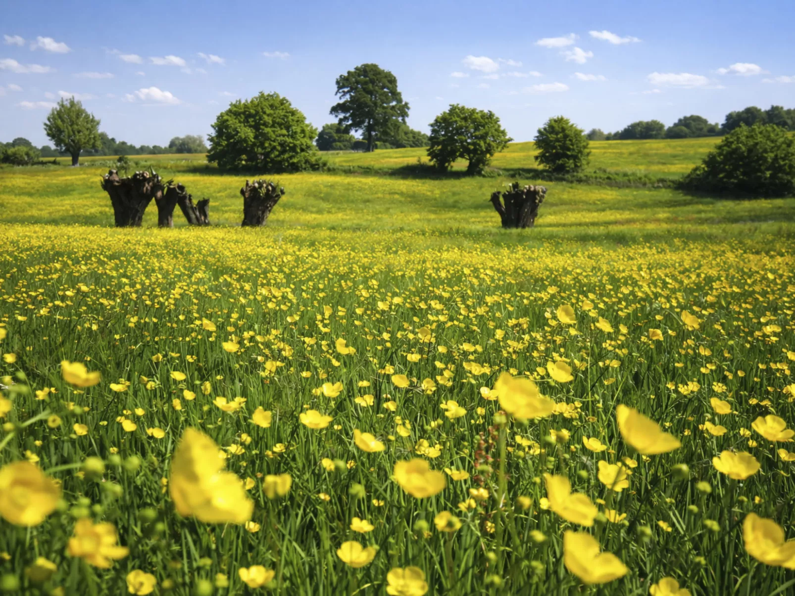 Vrijstaande 10 persoons - Buiten