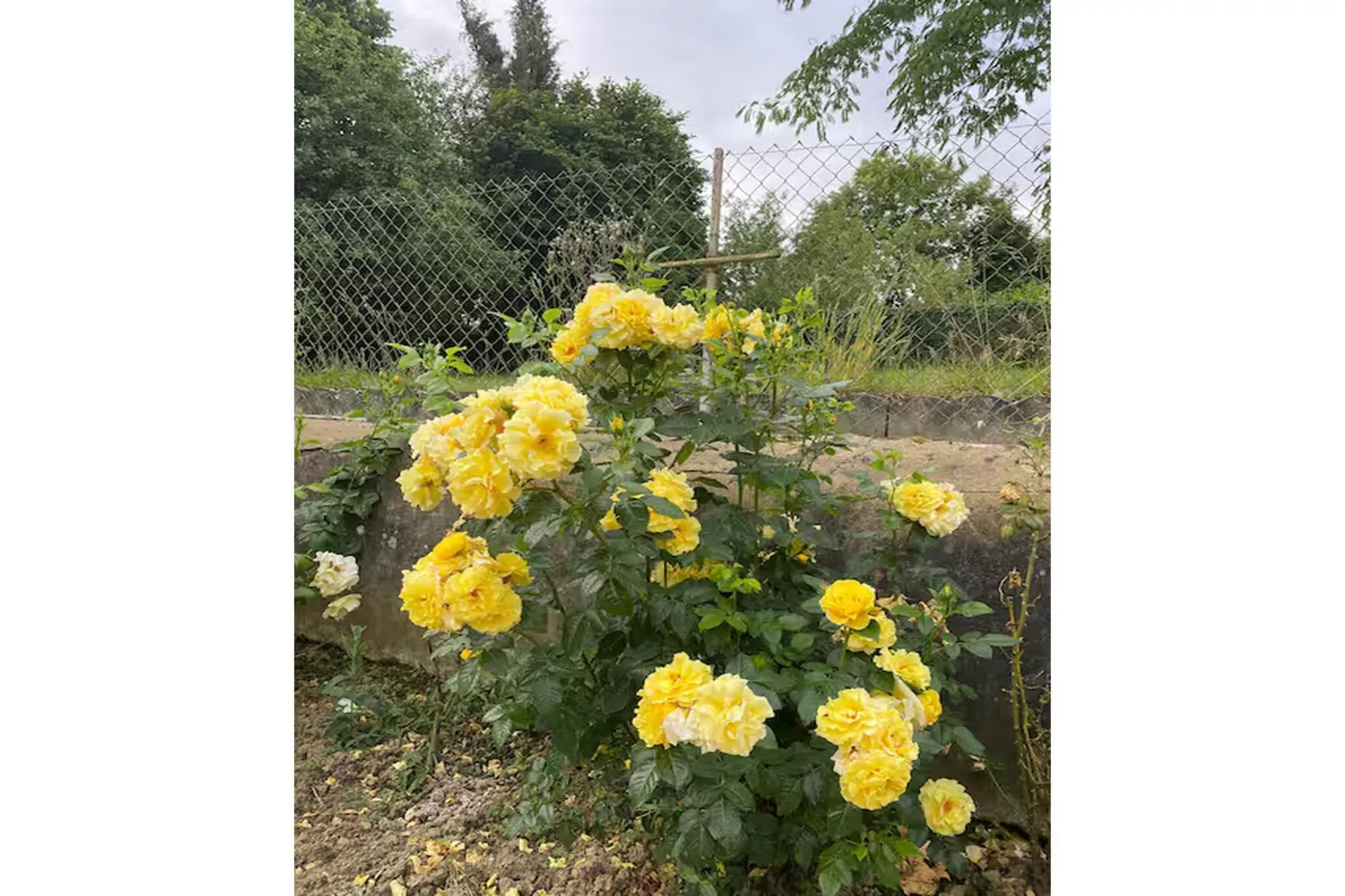 Gîte l'Armor  Jacuzzi terrasse privée cuisine - Tuinen zomer
