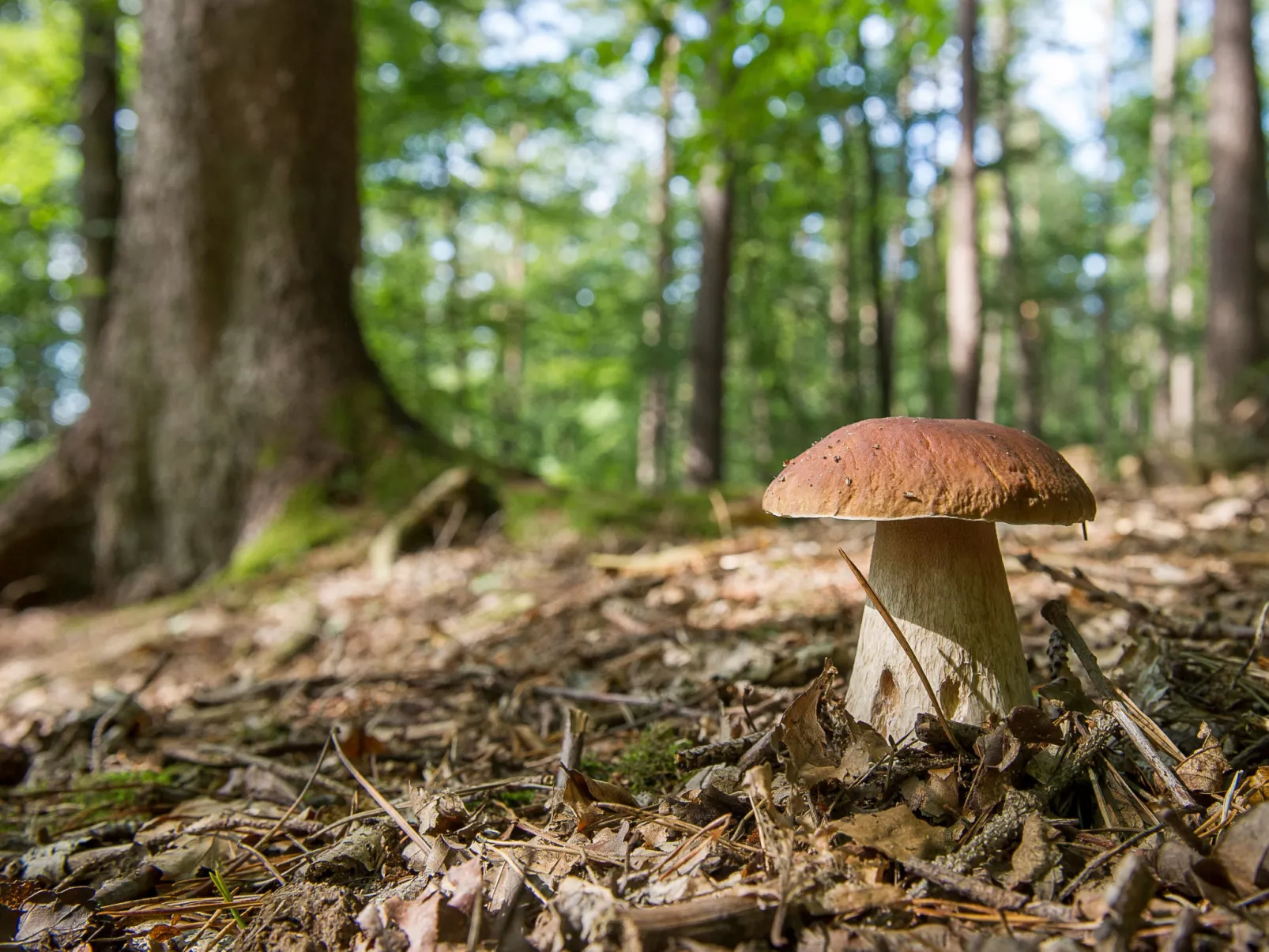 House Hillside Lodge - Omgeving