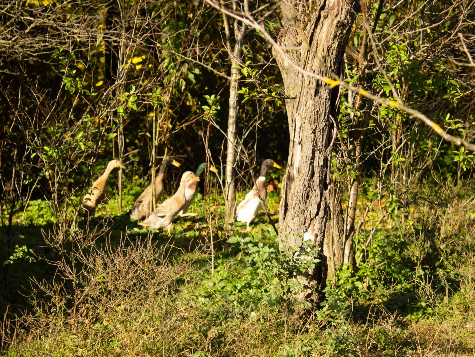 House Aurora Silvae - Buiten