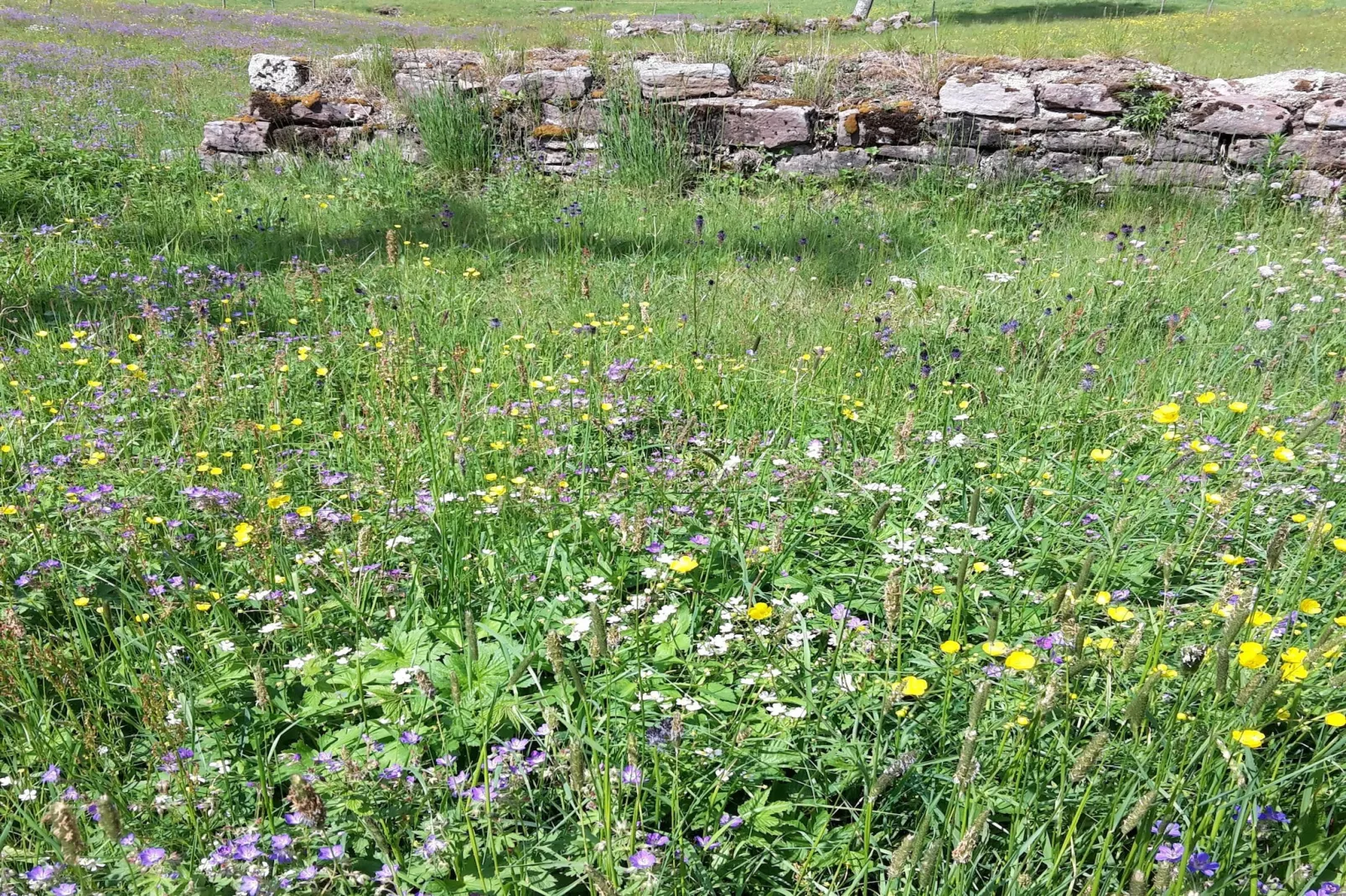 Zuckerbauernhof Weideblick - Gebieden zomer 1km