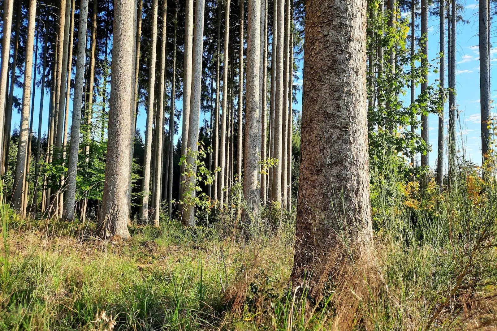 Zuckerbauernhof Weideblick - Gebieden zomer 1km