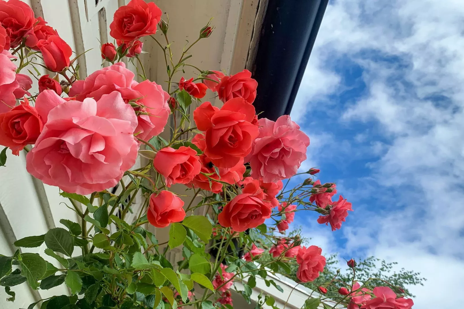 4 sterren vakantie huis in FÄRJESTADEN - Buitenlucht