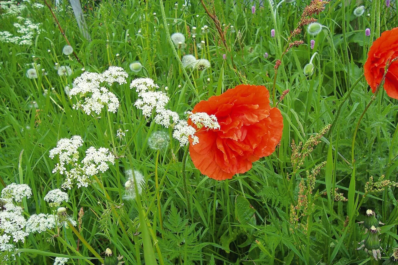 Ferienwohnung Läufer - Tuinen zomer