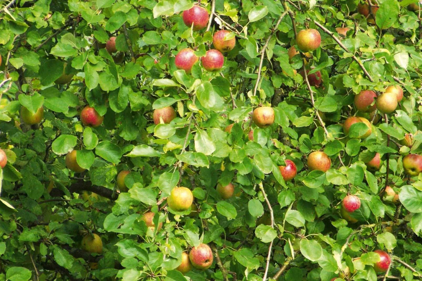 Ferienwohnung Läufer - Tuinen zomer