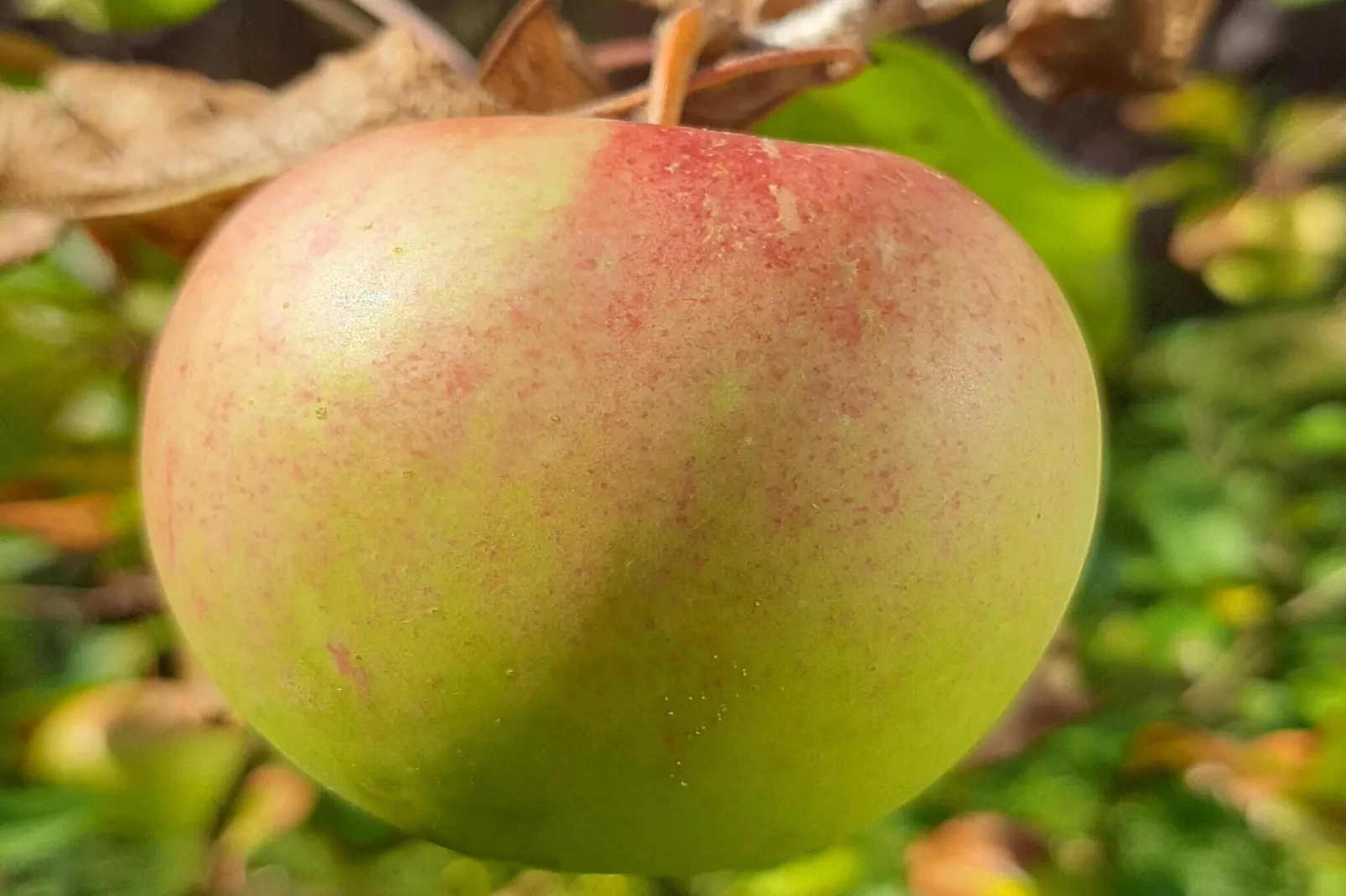 Ferienwohnung Läufer - Tuinen zomer
