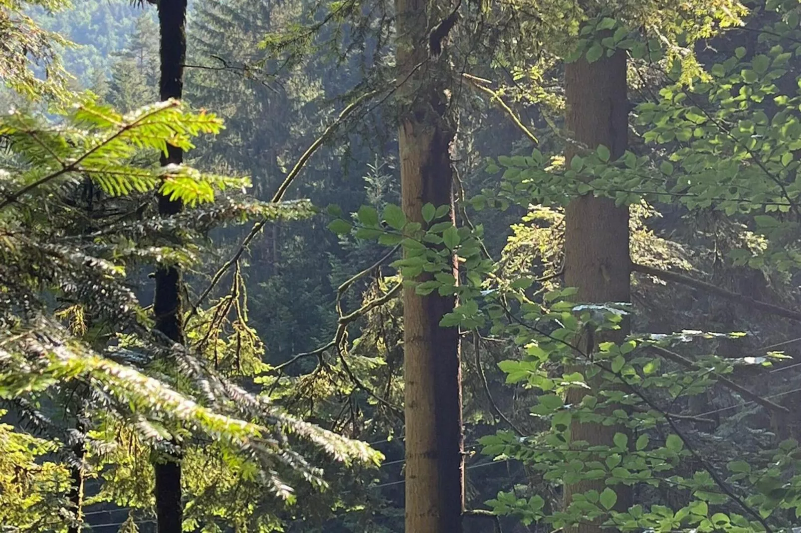 Ferienwohnung Läufer - Gebieden zomer 5km