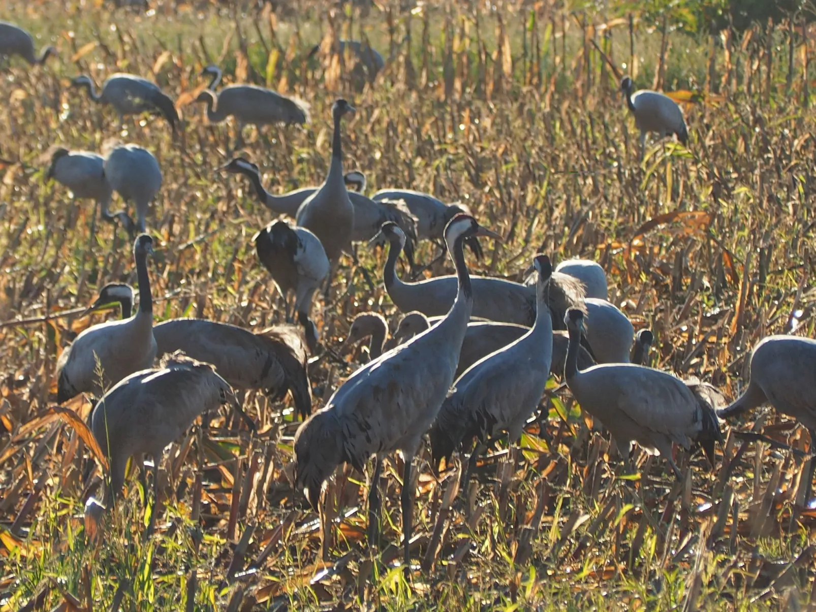 Morgensünn- Nette Wohnung in Althagen mit Terras - Buiten