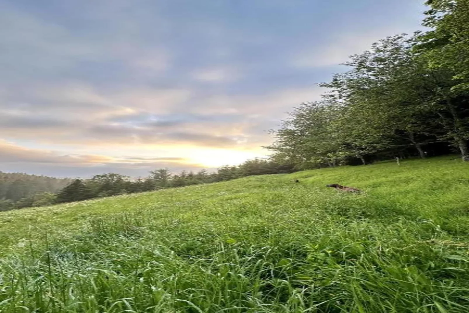 Gütenbach - Gebieden zomer 20km