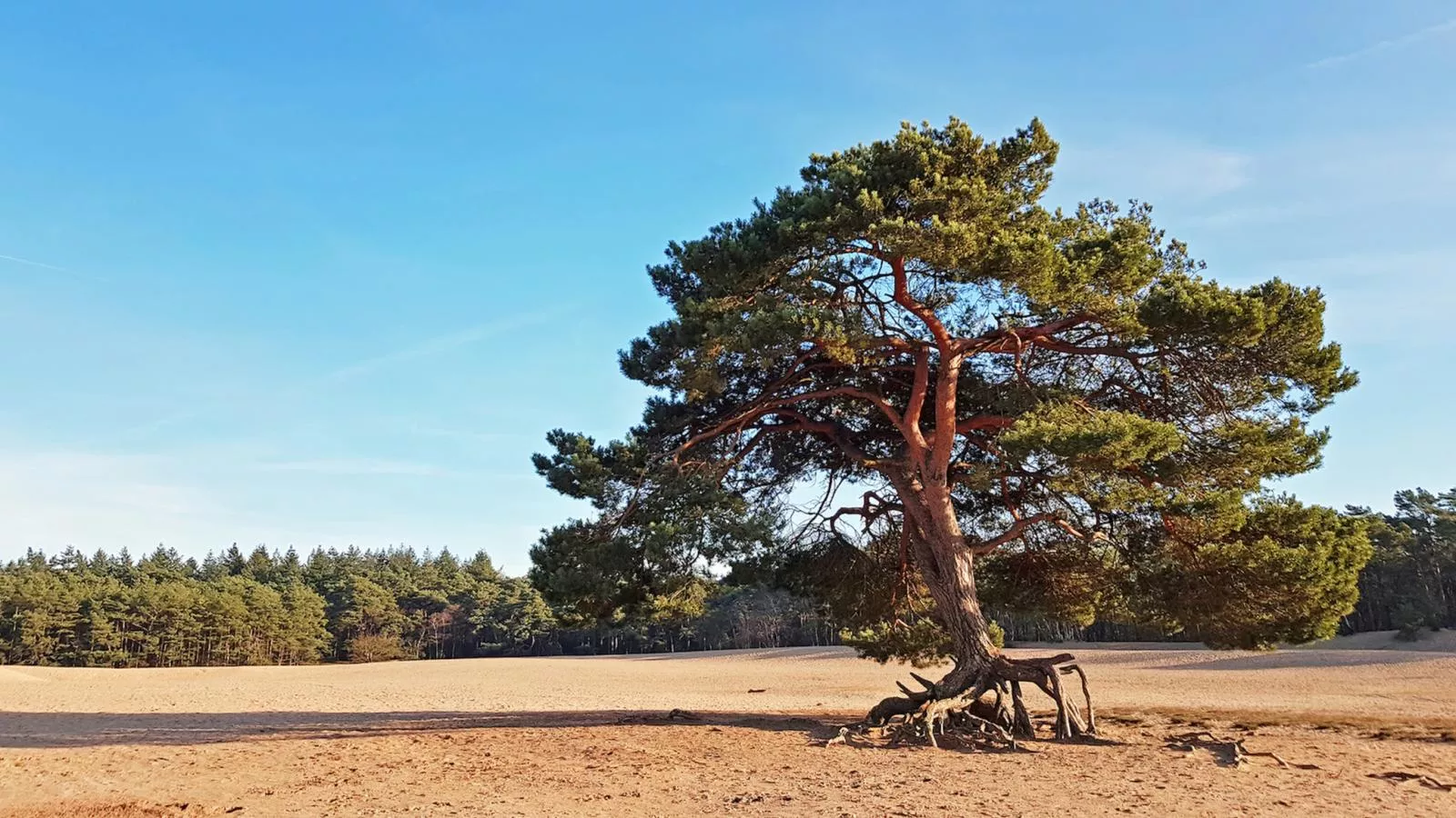 De Douglas - Gebieden zomer 5km