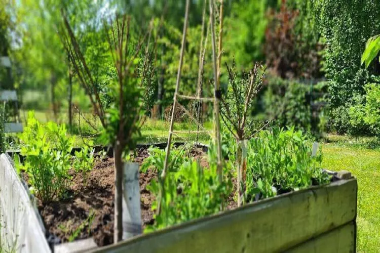 Dom wakacyjny z basenem w Kielnie - Tuinen zomer
