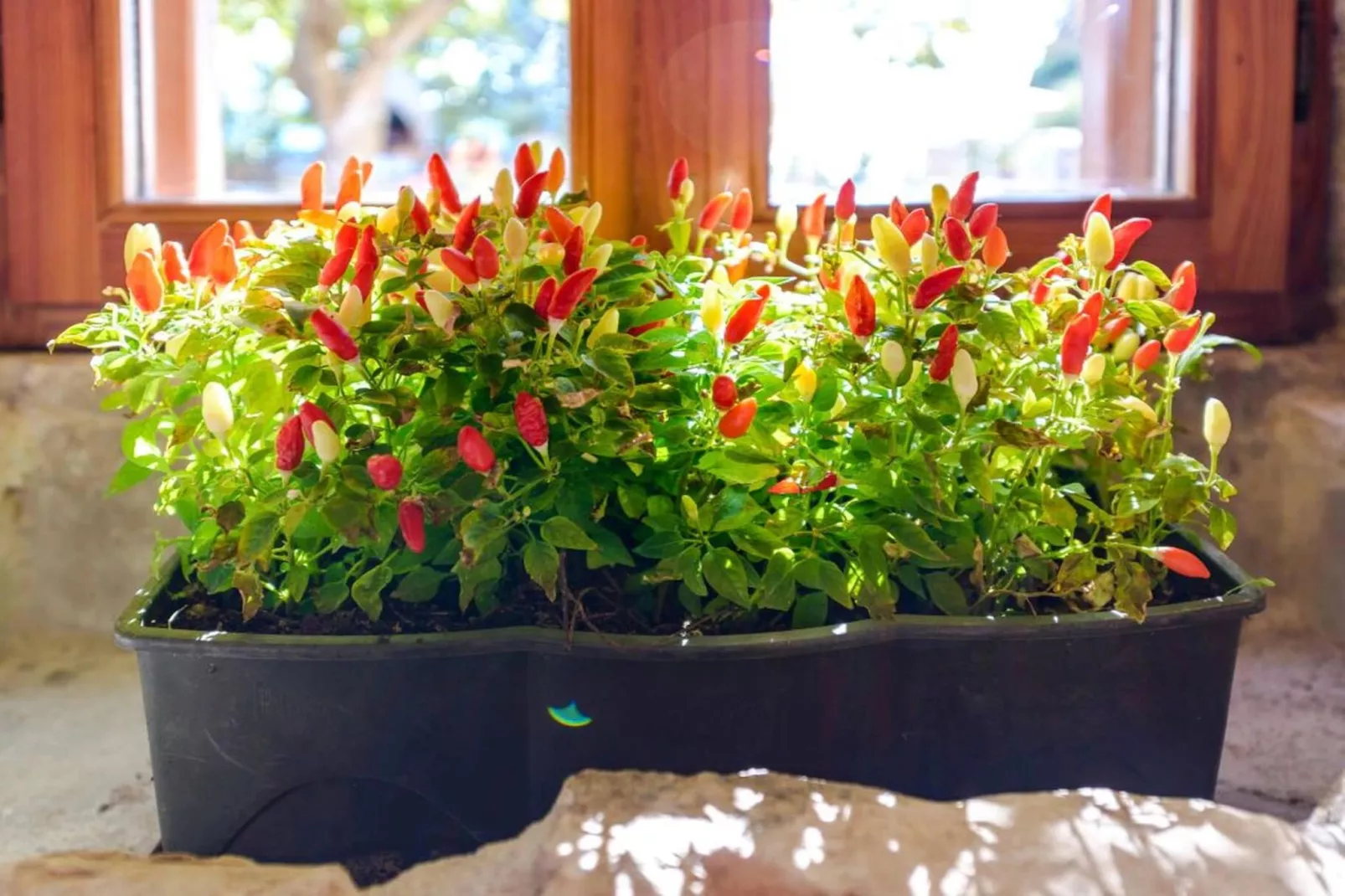 Luxury Seafront Villa Mare Orebic with Pool - Sfeer