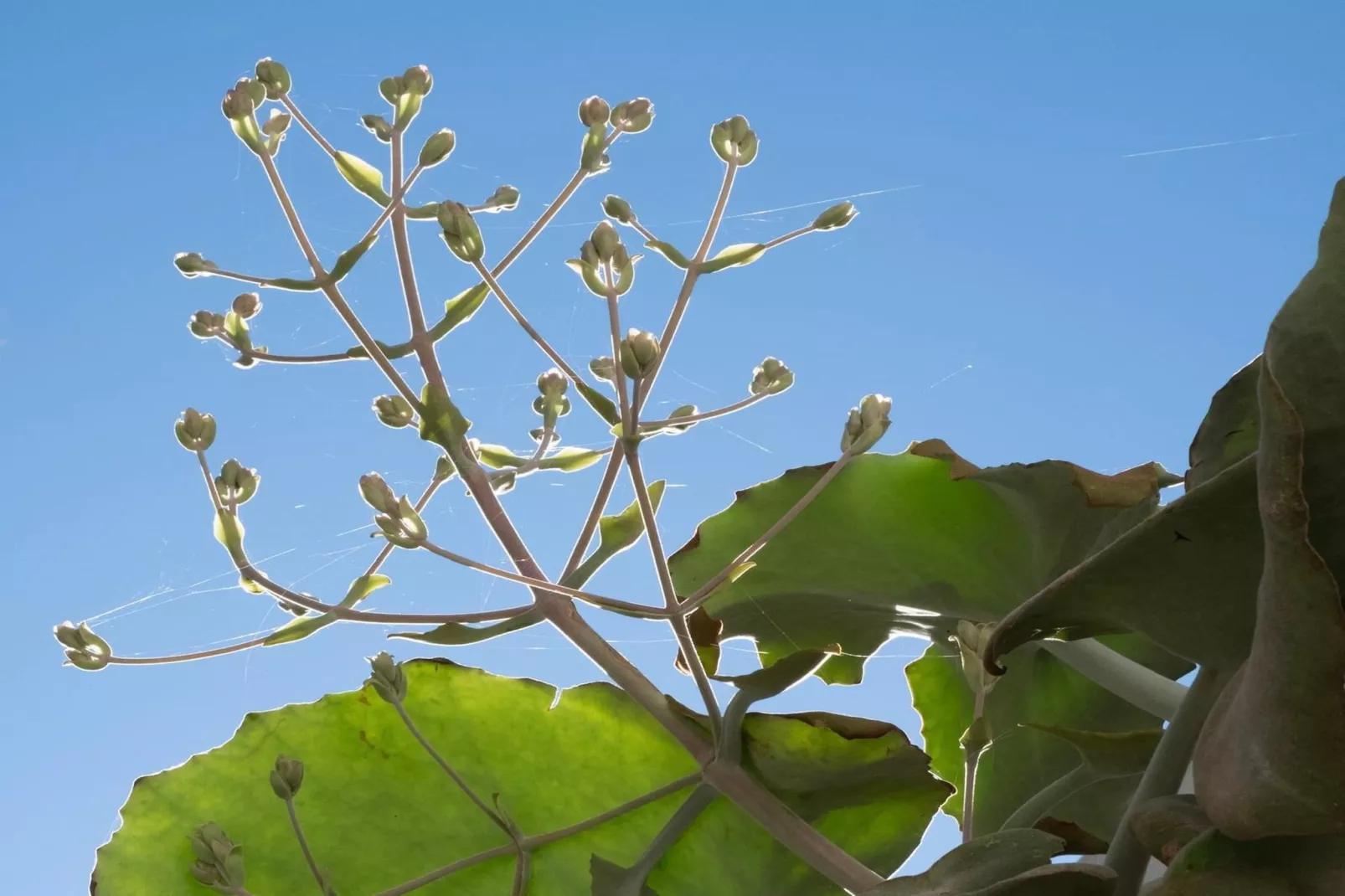 Villa Iza Belén - Tuinen zomer