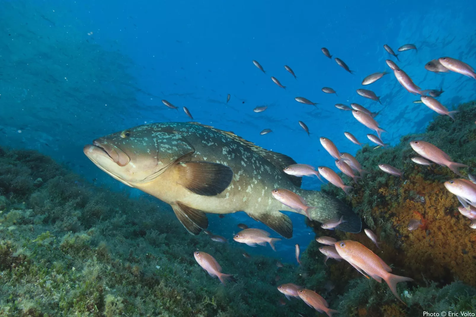 Villa le Lagon pour 4/5 personnes - Gebieden zomer 20km