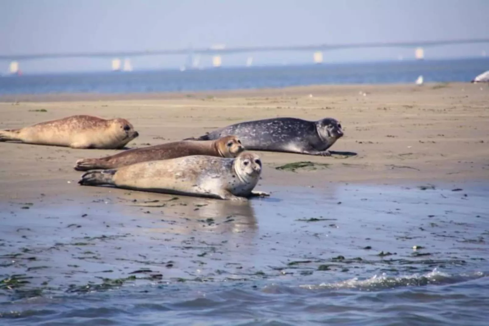 Resort Waterrijk Oesterdam 16 - Gebieden zomer 20km