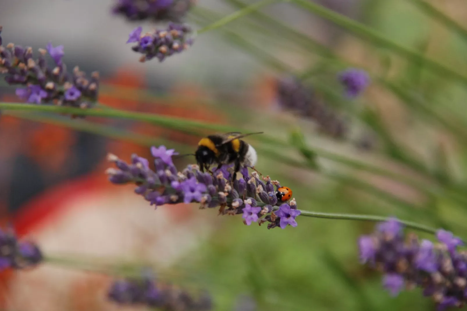 Bungalow 2 SZ 4 P - Gebieden zomer 1km