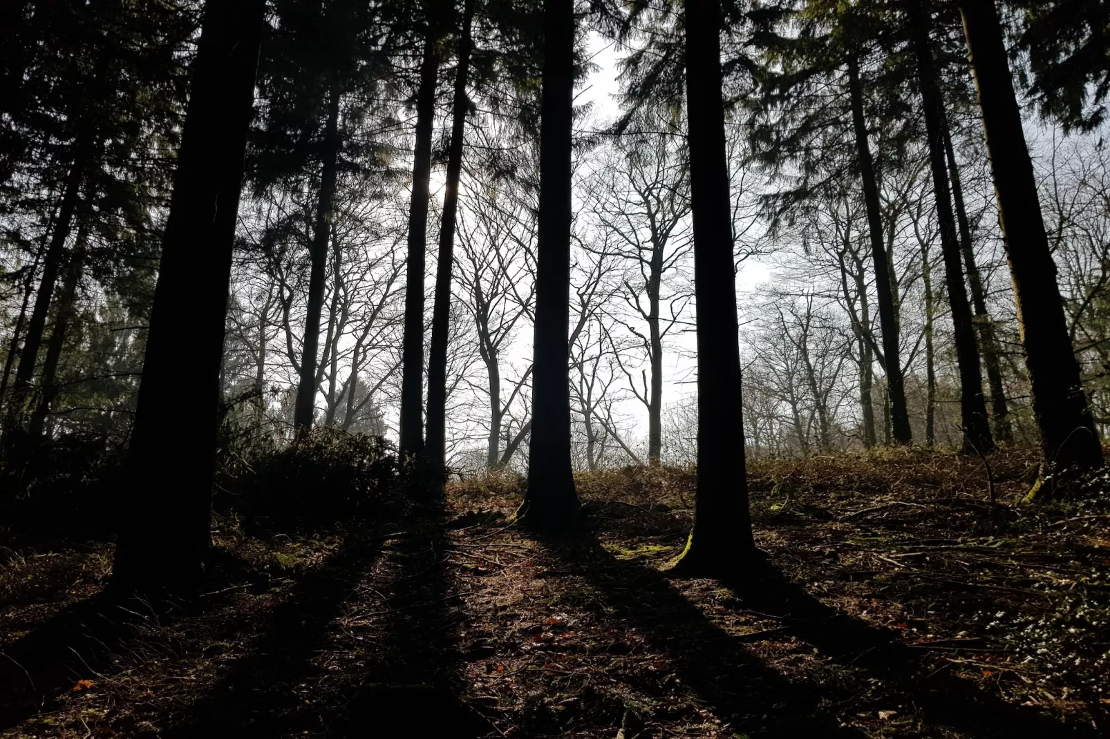 Mercure Hotel - Standard Twin Room - Gebieden zomer 5km