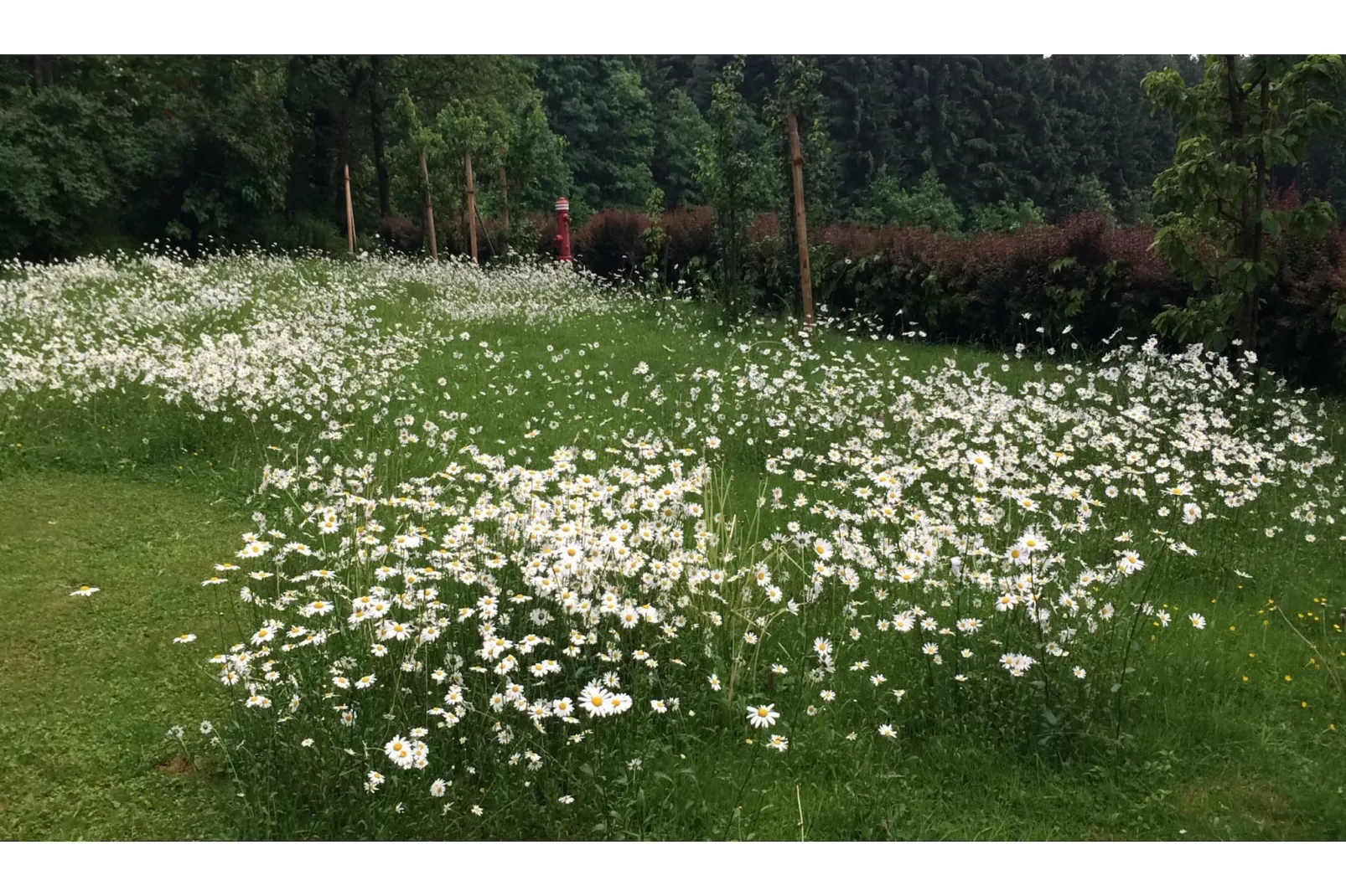 Weidhaus - Tuinen zomer