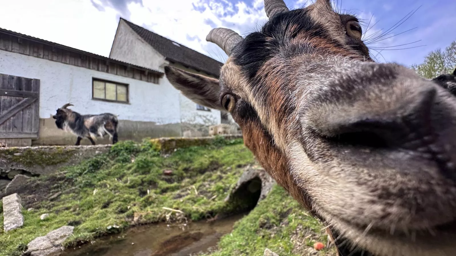 Feriendorf Seeblick - Tiny Chalet Nr 8 - Gebieden zomer 1km