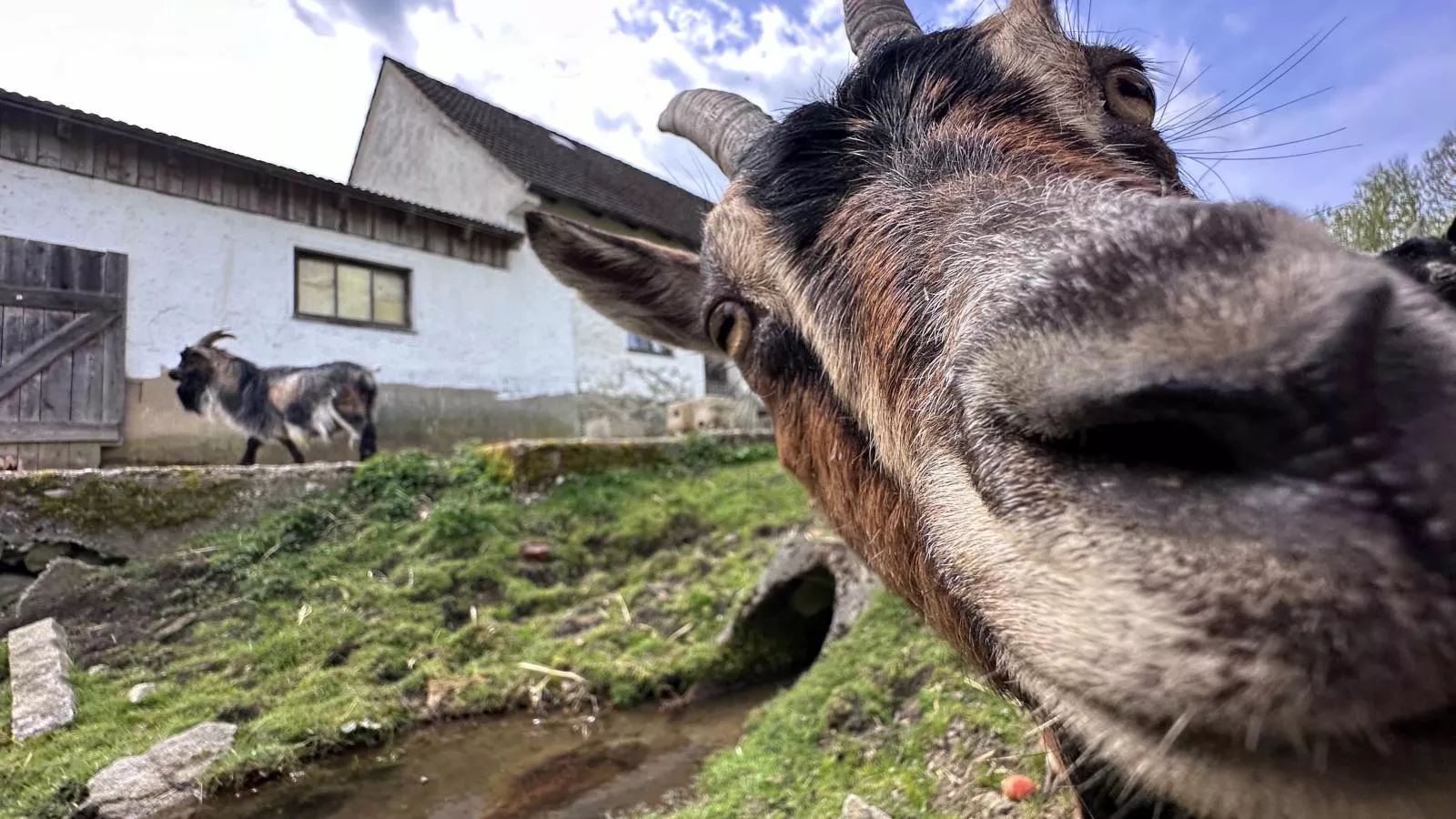 Feriendorf Seeblick - Tiny Chalet Nr 4 - Gebieden zomer 1km