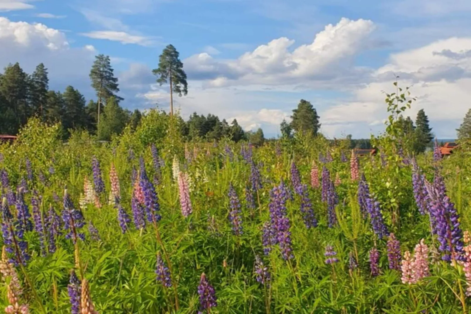 5 sterren vakantie huis in Sollerön - Buitenlucht