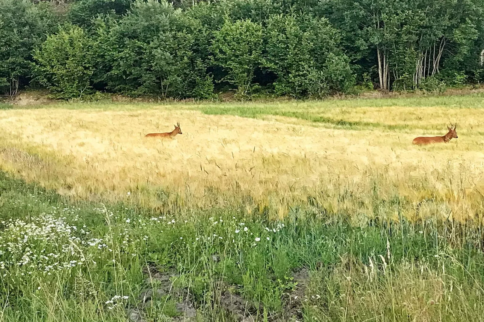 6 persoons vakantie huis in STRÖMSTAD - Niet-getagd