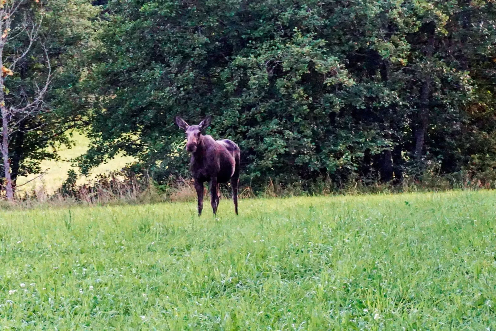 6 persoons vakantie huis in STRÖMSTAD - Niet-getagd
