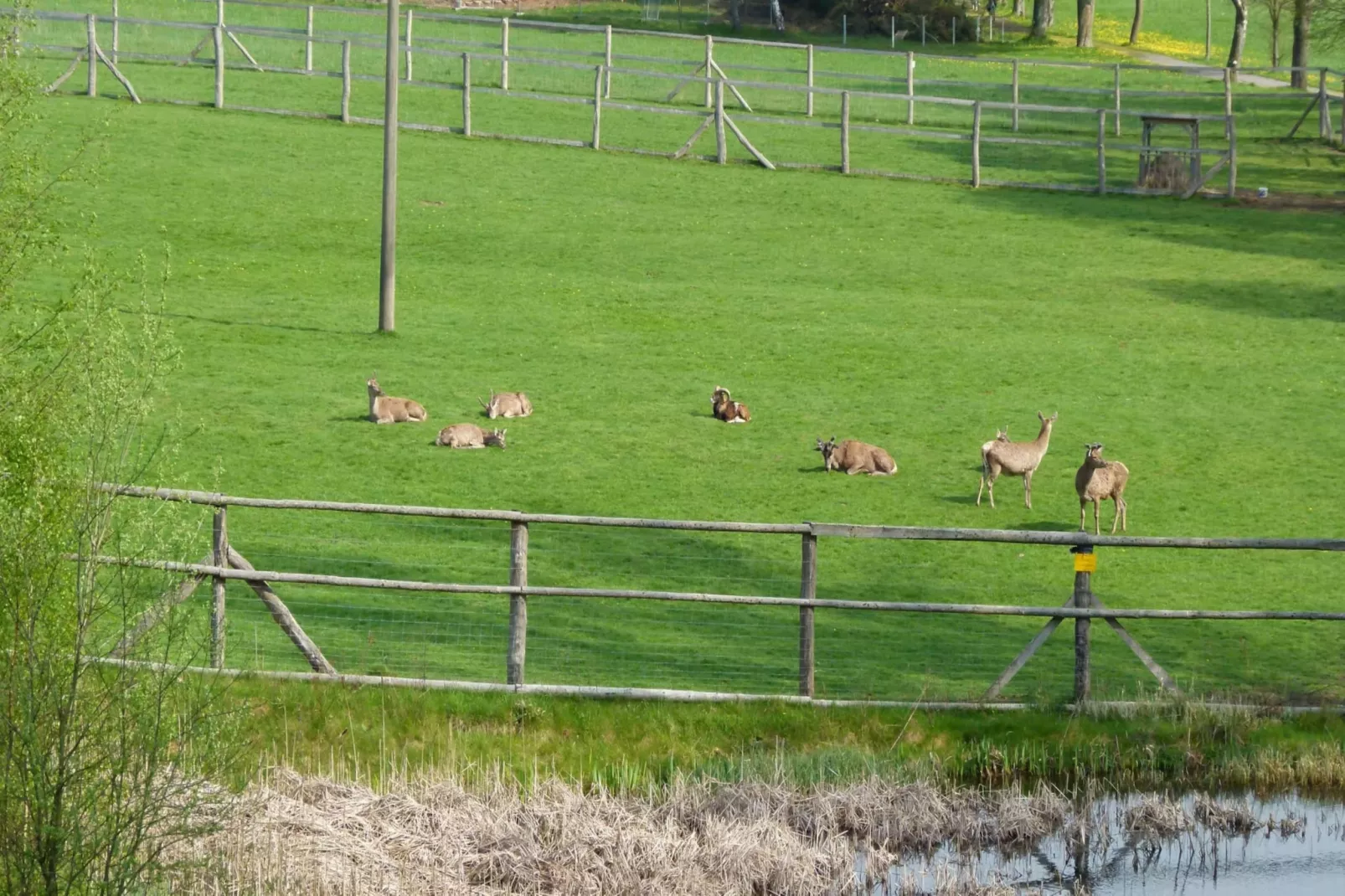 Hotel Harzhaus - Ferienhaus 2 - Tuinen zomer